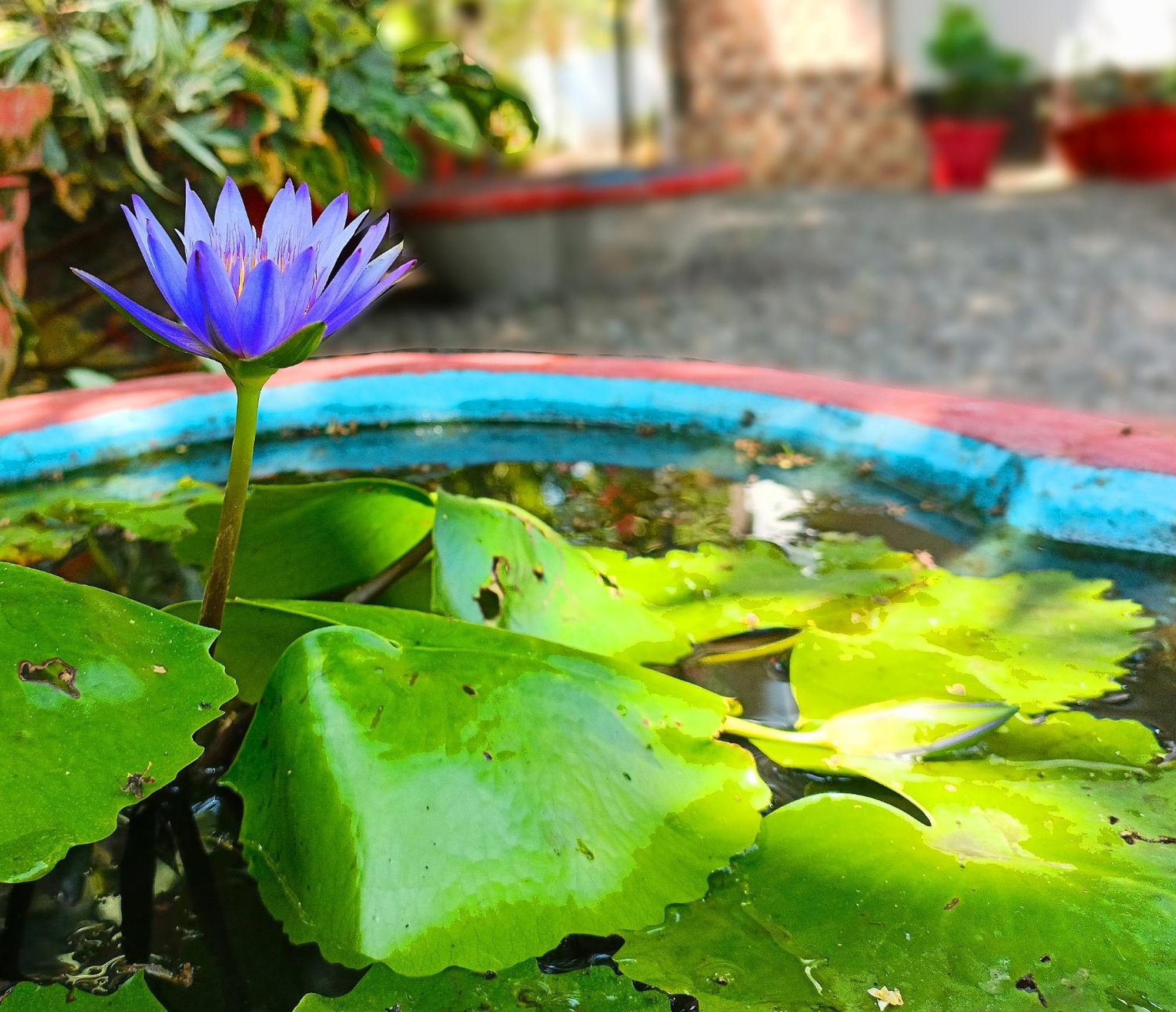 Alma Homestay Mararikulam Εξωτερικό φωτογραφία